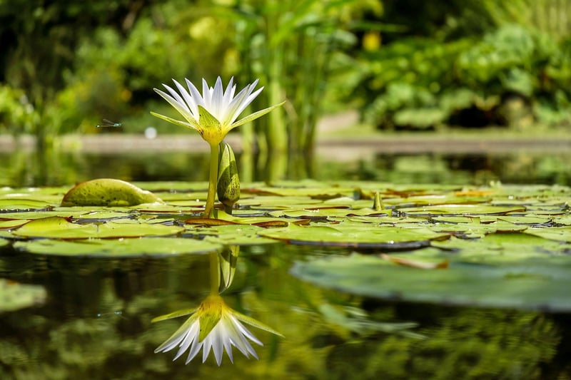 Lily